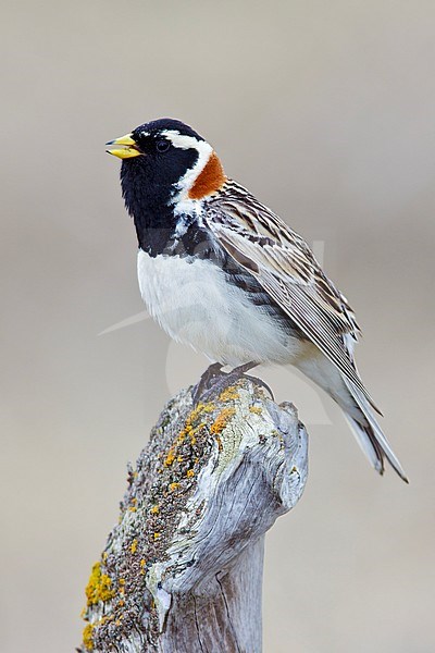 Adult male breeding
Seward Peninsula, AK
June 2009 stock-image by Agami/Brian E Small,