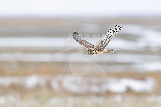 Blauwe Kiekendief, Hen Harrier, Circus cyaneus stock-image by Agami/Menno van Duijn,