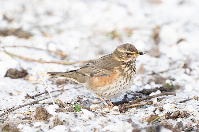 Redwing (Turdus iliacus) trying to survice by feeding in open patched in the snow during a cold period in winter in the Netherlands stock-image by Agami/Arnold Meijer,