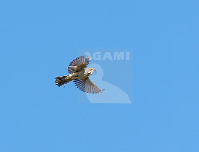 Adult male Common Whitethroat (Sylvia communis) in song flight, singing and flying against a blue sky, showing underside and wings fully spread stock-image by Agami/Ran Schols,