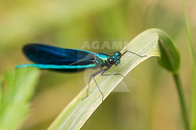 Calopteryx virgo - Beautiful demoiselle - Blauflügel-Prachtlibelle, Germany (Baden-Württemberg), imago stock-image by Agami/Ralph Martin,