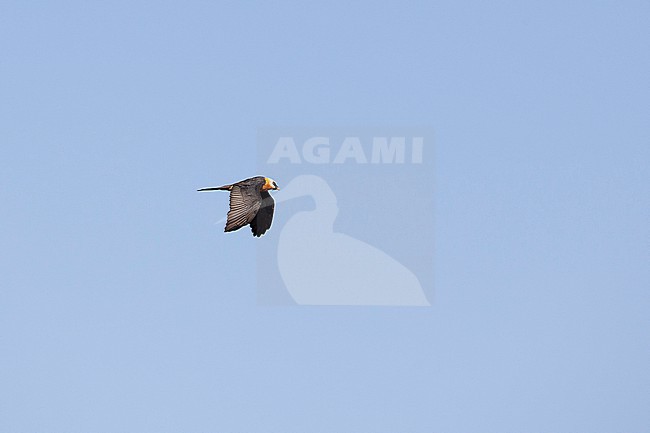 adult bearded vulture known as Lammergeier (Gypaetus barbatus) of subspecies meridionalis in flight at Sanetti Plateau in Bale Mountains National Parc in Ethiopia stock-image by Agami/Mathias Putze,