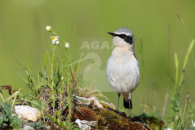Northern Wheatear (Oenanthe oenanthe), front view of an adult male standing on the ground, Campania, Italy stock-image by Agami/Saverio Gatto,