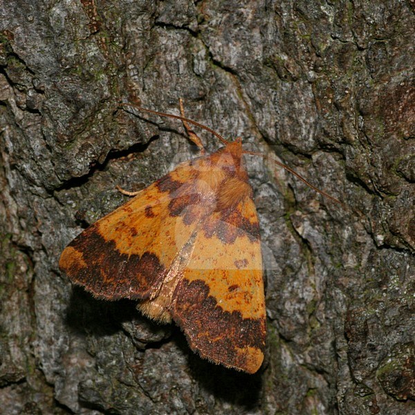 Barred Sallow; Saffraangouduil stock-image by Agami/Bas Haasnoot,
