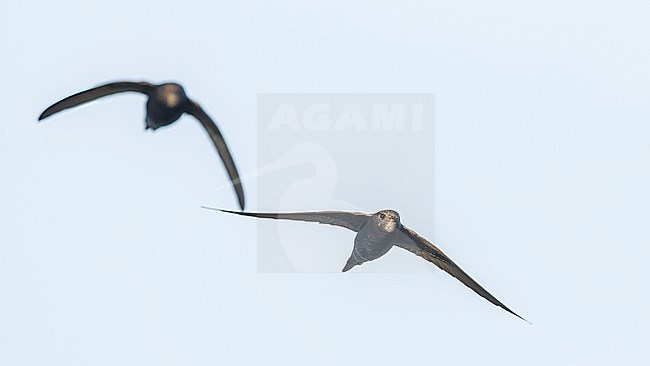 Two Common Swifts (Apus apus) on migration together. stock-image by Agami/Lennart Verheuvel,