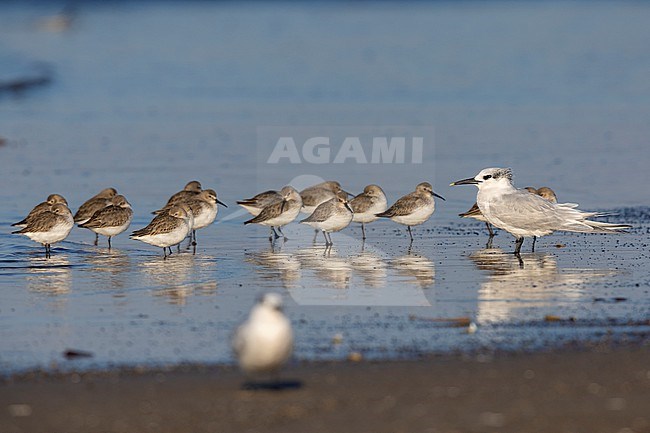 Dunlin (Calidris alpina), flock resting on the shore together with a Sandwich Tern, Campania, Italy stock-image by Agami/Saverio Gatto,