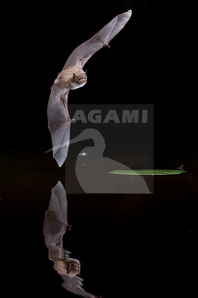 Daubenton's bat hunting above water stock-image by Agami/Theo Douma,