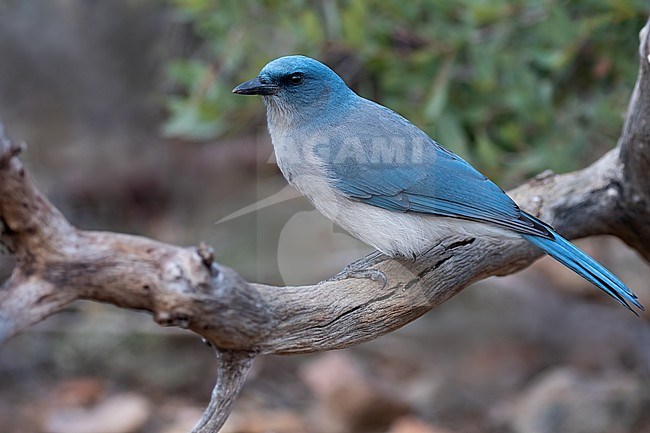 Mexican Jay (Aphelocoma wollweberi) perched on a branch stock-image by Agami/Dubi Shapiro,