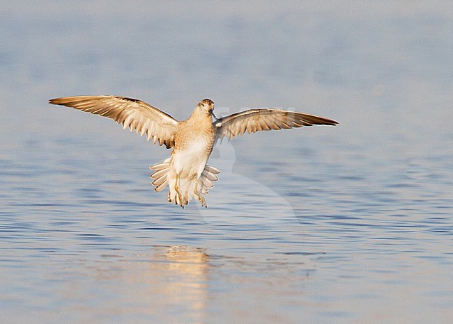 Kemphaan, Ruff, Philomachus pugnax stock-image by Agami/Menno van Duijn,