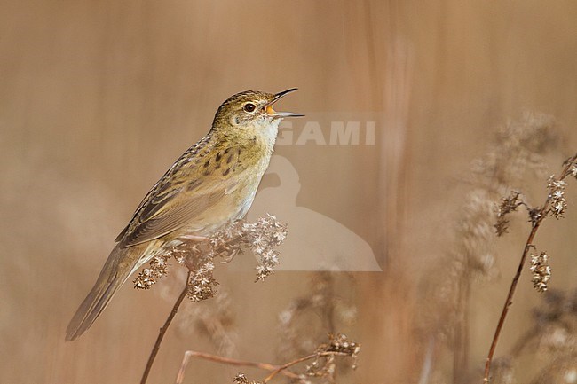 Common Grasshopper Warbler - Feldschwirl - Locustella naevia ssp. naevia, Germany stock-image by Agami/Ralph Martin,