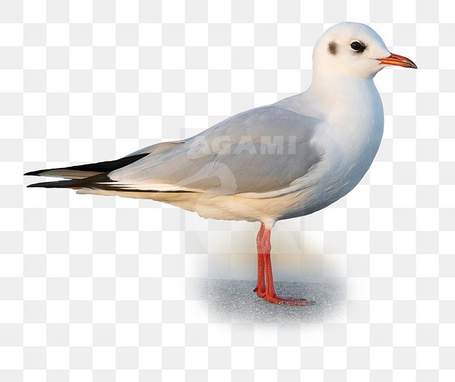 Black-headed Gull (Chroicocephalus ridibundus), side view of adult in winter plumage standing on the shore in Campania (Italy) stock-image by Agami/Saverio Gatto,