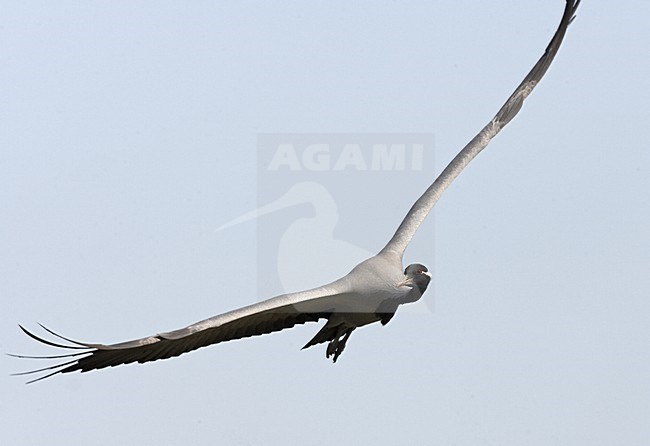 Demoiselle Crane flying; Jufferkraan vliegend stock-image by Agami/Jari Peltomäki,