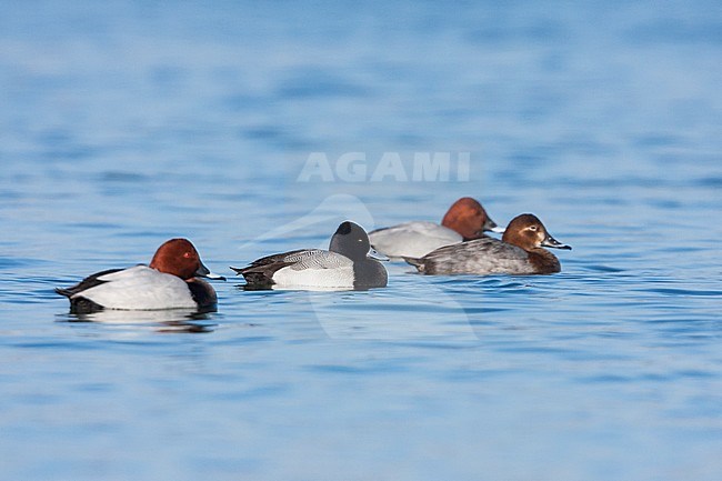 Lesser Scaup, Kleine Topper, Aythya affinis, France, adult male with Common Pochards stock-image by Agami/Ralph Martin,