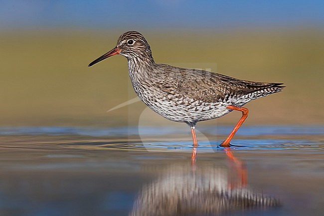 Spring migrant Common Redshank (Tringa totanus) in Italy. Staging in shallow freshwater pool. stock-image by Agami/Daniele Occhiato,