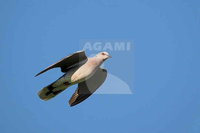 Adult European Turtle Dove (Streptopelia turtur) flying against blue sky showing underside stock-image by Agami/Ran Schols,