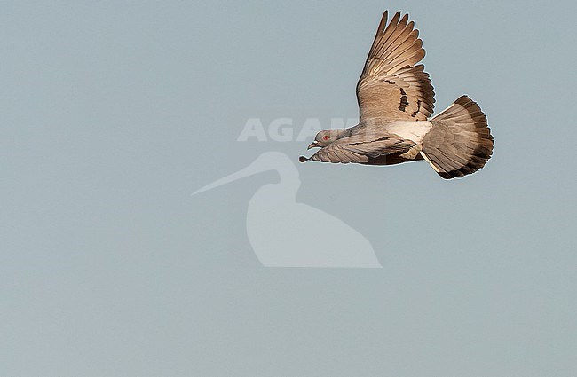 Wild Rock Pigeon (Columba livia) at drinking pool near Belchite in central Spain. stock-image by Agami/Marc Guyt,