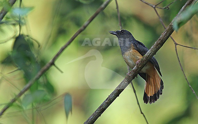 Rufous-tailed Shama (Copsychus pyrropygus) on Sumatra in Indonesia. stock-image by Agami/James Eaton,