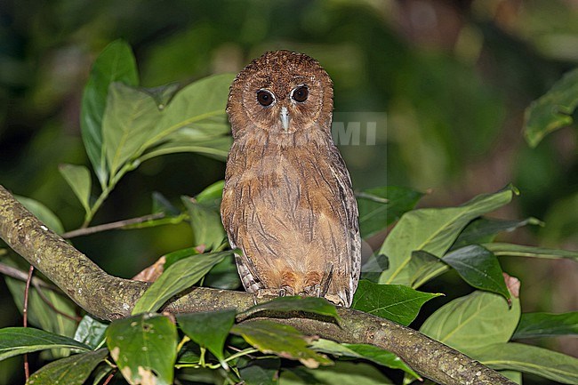 Jamaican owl (Asio grammicus) on Jaimaca. stock-image by Agami/Pete Morris,