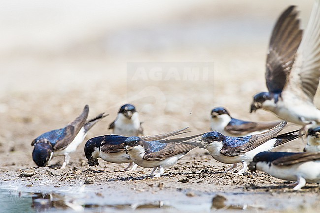 Huiszwaluw, Common House Martin, Delichon urbicum flock gathering mud for their nests stock-image by Agami/Menno van Duijn,