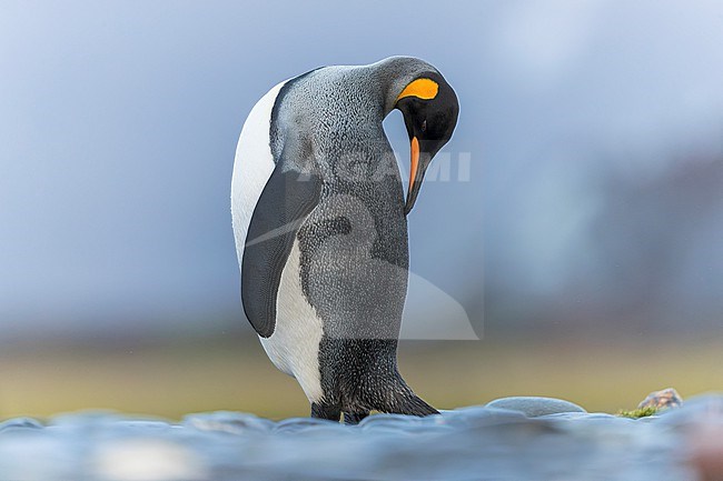 King Penguin (Aptenodytes patagonicus patagonicus) preening on Salisbury Plain, South Georgia. stock-image by Agami/Rafael Armada,