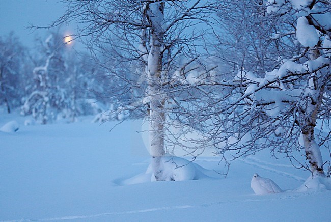 Moerassneeuwhoen in de sneeuw; Willow Ptarmigan in the snow stock-image by Agami/Markus Varesvuo,
