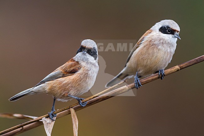 Buidelmees; Penduline Tit stock-image by Agami/Daniele Occhiato,