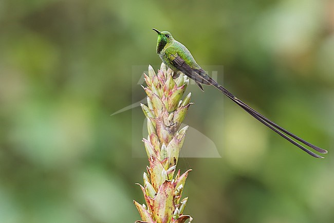 Black-tailed Trainbearer Hummingbird (Lesbia victoriae) perched on a branch in the Andes Mountains in Ecuador. stock-image by Agami/Glenn Bartley,