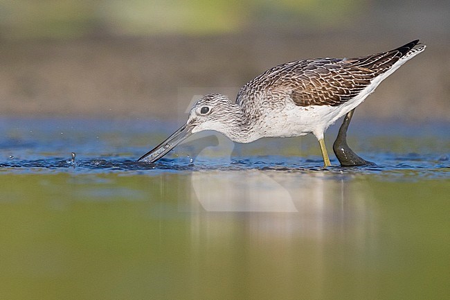 Greenshank (Tringa nebularia), side view of an adult catching fish in a pond, Campania, Italy stock-image by Agami/Saverio Gatto,