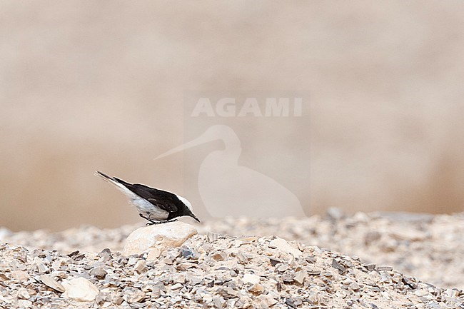 Male Hooded Wheatear (Oenanthe monacha) near Eilat, Israel stock-image by Agami/Marc Guyt,