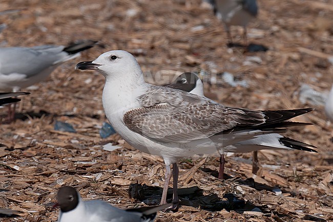 Heuglin's Gull (Larus heuglini), juvenile bird standing on ground in Finland stock-image by Agami/Kari Eischer,