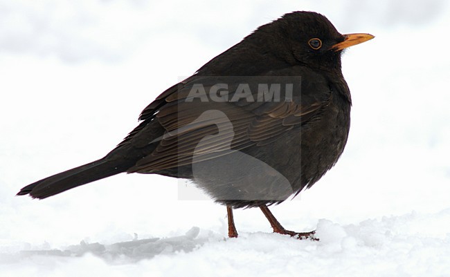 Common Blackbird male standing in snow; Merel man staand in de sneeuw stock-image by Agami/Marc Guyt,