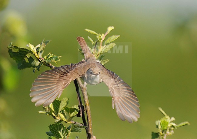 Booted Warbler (Iduna caligata) taking off from a bush in Finland during autumn. stock-image by Agami/Kari Eischer,