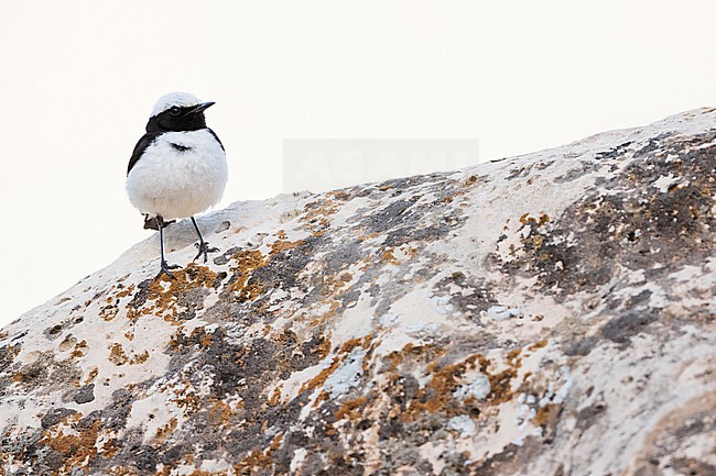Adult male Finsch's Wheatear in Tajikistan stock-image by Agami/Ralph Martin,