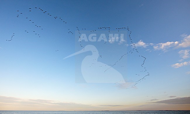 Groep Brandganzen in de vlucht; Group of Barnacle Geese in flight stock-image by Agami/Markus Varesvuo,