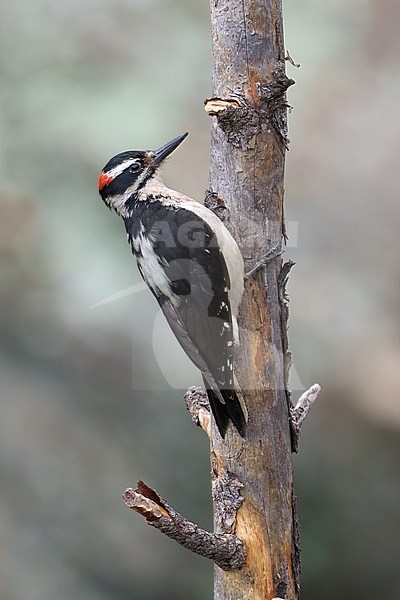 Adult male
Jefferson Co., CO
June 2023 stock-image by Agami/Brian E Small,
