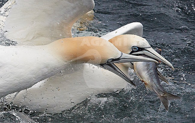 Northern Gannet (Morus bassanus) during summer on the Shetland islands in Scotland. Two adult birds fighting for a huge fresh fish. stock-image by Agami/Markus Varesvuo,