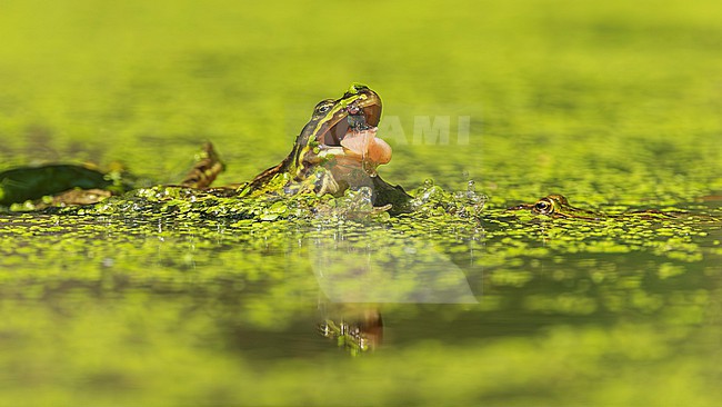Green frog unknown, (Pelophylax spec.) catching a fly stock-image by Agami/Lennart Verheuvel,