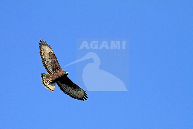 Short-tailed Hawk, Buteo brachyurus, in Mexico. Dark morph. stock-image by Agami/Pete Morris,
