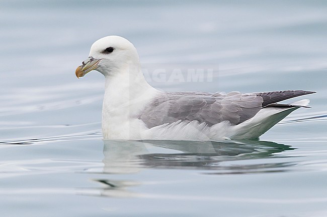 Northern Fulmar (Fulmarus glacialis auduboni), adult swimming stock-image by Agami/Saverio Gatto,