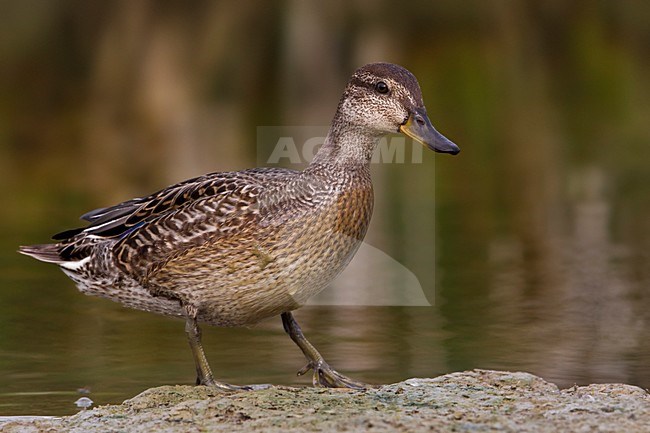 Alzavola; Eurasian Teal; Anas crecca stock-image by Agami/Daniele Occhiato,