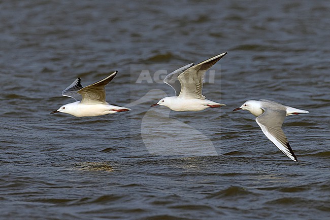 Three Slender-billed Gulls (Chroicocephalus genei) in adult summer plumage. stock-image by Agami/David Monticelli,