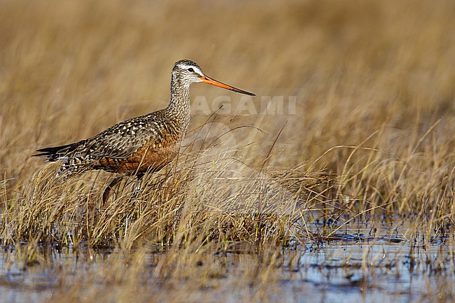 Adult male Hudsonian Godwit (Limosa haemastica) in breeding plumage standing in arctic tundra marsh near Churchill, Manitoba in Canada. stock-image by Agami/Brian E Small,