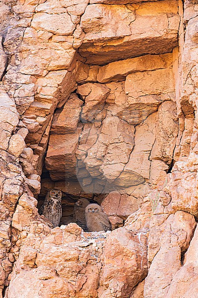 Pharaoh eagle-owl (Bubo ascalaphus) at their nest in Morocco. stock-image by Agami/Menno van Duijn,