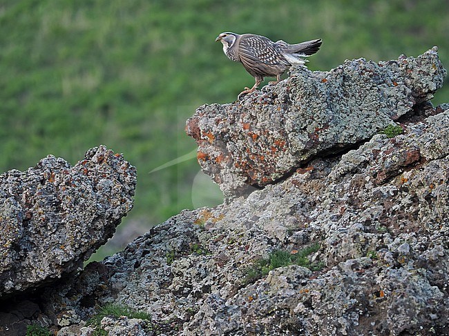 Caspian Snowcock (Tetraogallus caspius) at Mount Gndasar, Armenia. stock-image by Agami/James Eaton,