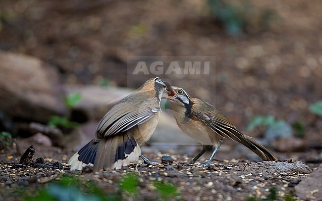 Greater Necklaced Laughingthrush (Pterorhinus pectoralis) at Kaeng Krachan National Park, Thailand stock-image by Agami/Helge Sorensen,