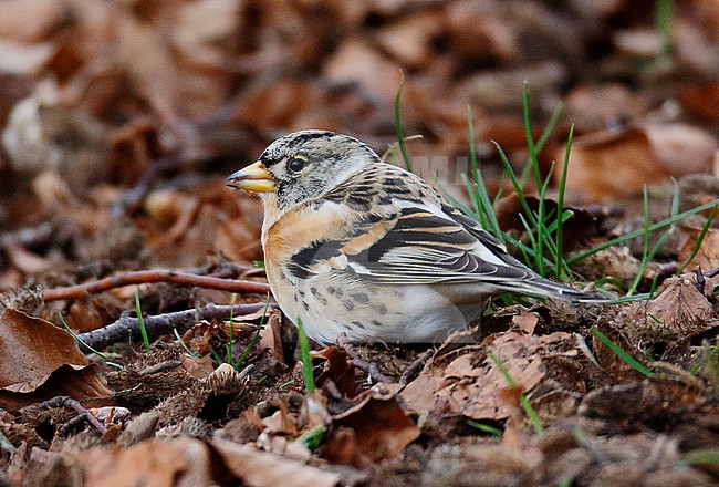Winter plumaged male Brambling (Fringilla montifringilla), Santon Downham, Norfolk, during winter. Foraging in leaf litter in local woodland. stock-image by Agami/Steve Gantlett,