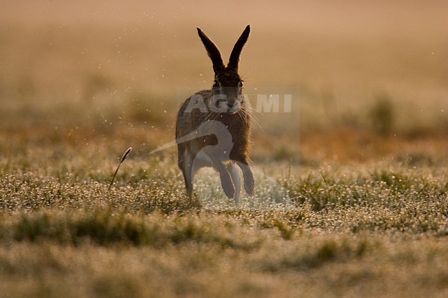 Europese Haas rennend, European Hare running stock-image by Agami/Menno van Duijn,