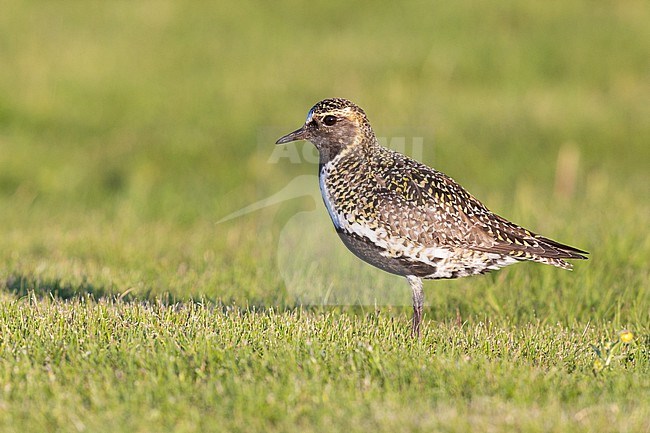 Golden Plover (Pluvialis apricaria), side view of an adult male standing on the grass, Northeastern Region, Iceland stock-image by Agami/Saverio Gatto,