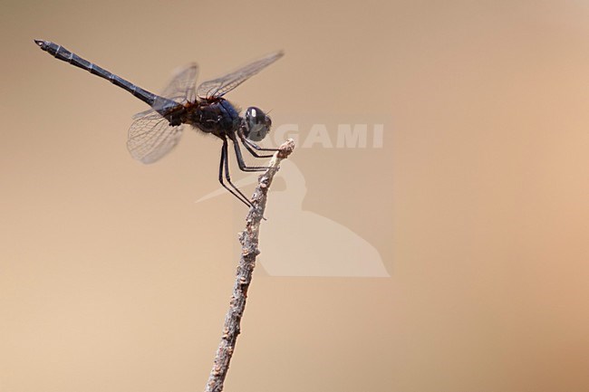 Man Blauwe zonnewijzer, Male Indigo Dropwing stock-image by Agami/Fazal Sardar,