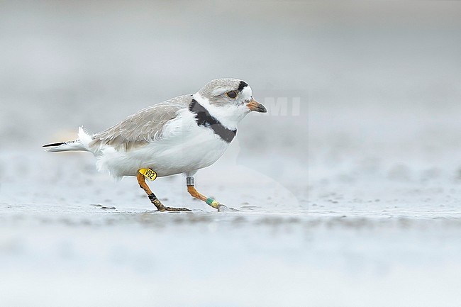 Adult Piping Plover (Charadrius melodus) in breeding plumage. Banded individual.
Galveston Co., Texas, USA. stock-image by Agami/Brian E Small,